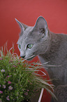 Russian blue Portrait