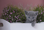 Russian blue kitten
