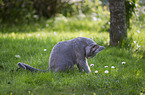 Russian blue is cleaning itself