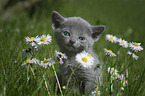 Russian blue kitten