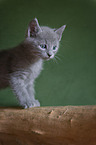 Russian blue kitten