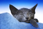 sleeping russian blue kitten