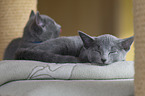 sleeping russian blue kitten