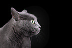 Russian Blue