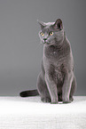 Russian Blue