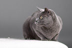 Russian Blue