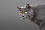 Russian Blue