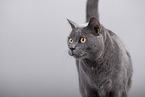 Russian Blue