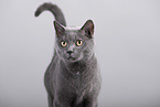 Russian Blue