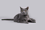 Russian Blue