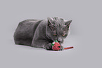 Russian Blue