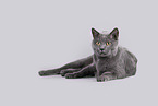 Russian Blue