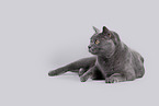 Russian Blue