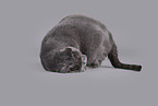 Russian Blue