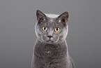 Russian Blue