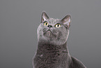 Russian Blue