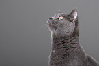 Russian Blue