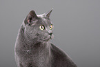 Russian Blue