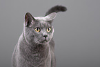 Russian Blue