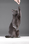Russian Blue