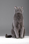 Russian Blue