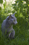 Russisch Blau in the garden