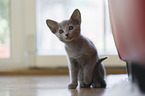 Russian blue kitten