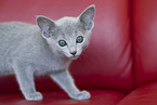 Russian blue kitten
