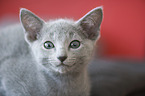 Russian blue kitten