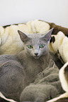 Russian blue