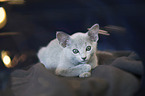 Russian blue kitten