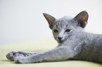 Russian blue kitten