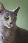 Russian blue
