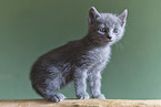 Russian blue kitten