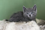 Russian blue kitten