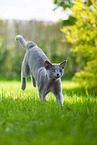 Russian blue in the garden