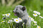 Russian blue in the garden