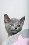 Russian blue kitten
