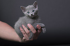 Russian blue