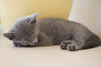 Russian blue kitten