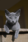 Russian Blue