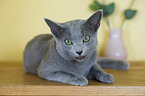 Russian Blue