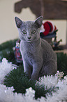 Russian Blue