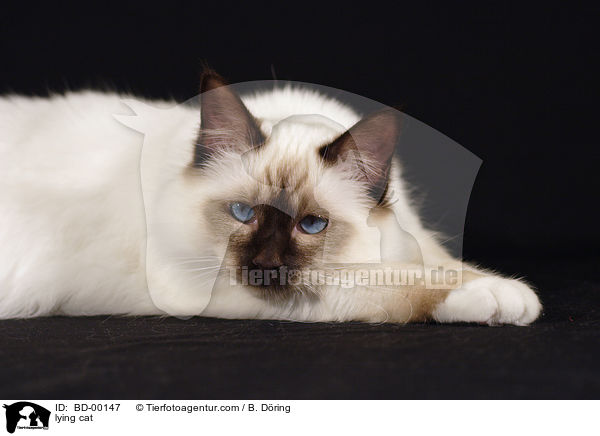 liegende Heilige Birma / lying cat / BD-00147