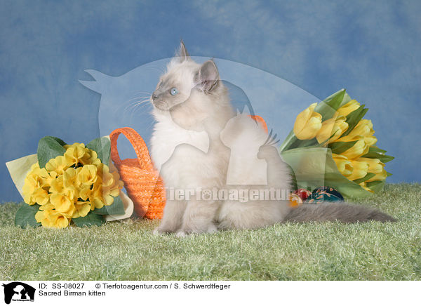 Sacred Birman kitten / SS-08027