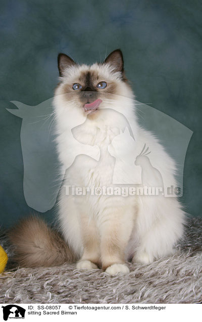 sitzende Heilige Birma / sitting Sacred Birman / SS-08057