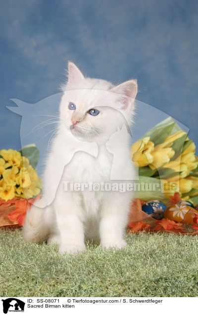 Heilige Birma Ktzchen / Sacred Birman kitten / SS-08071