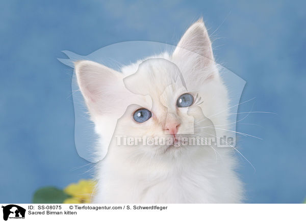 Heilige Birma Ktzchen / Sacred Birman kitten / SS-08075