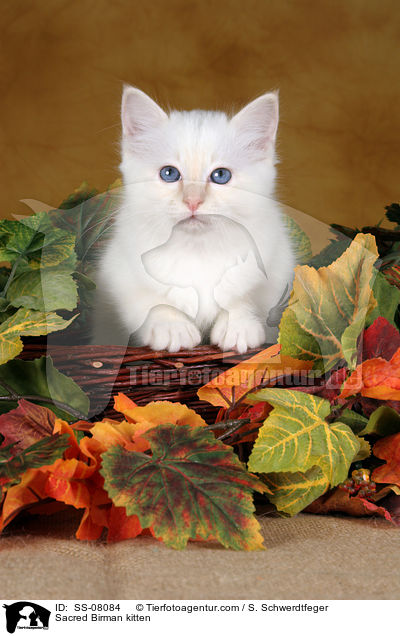 Heilige Birma Ktzchen / Sacred Birman kitten / SS-08084