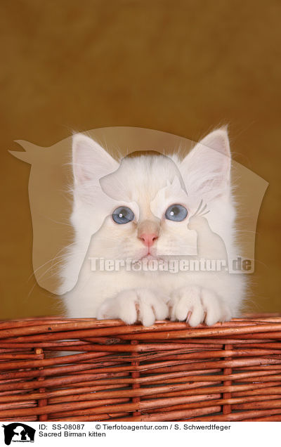 Heilige Birma Ktzchen / Sacred Birman kitten / SS-08087